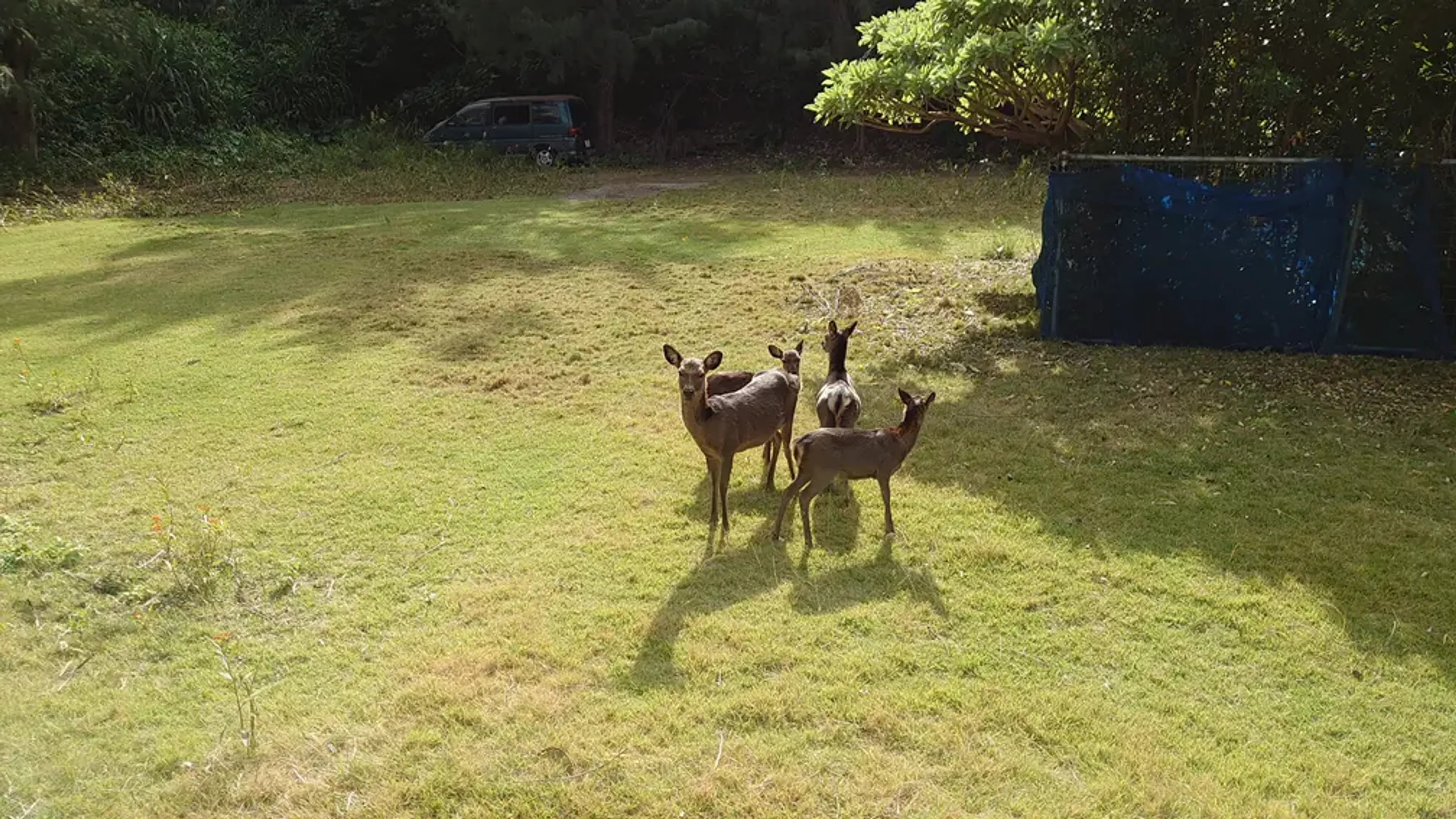 慶良間鹿との遭遇