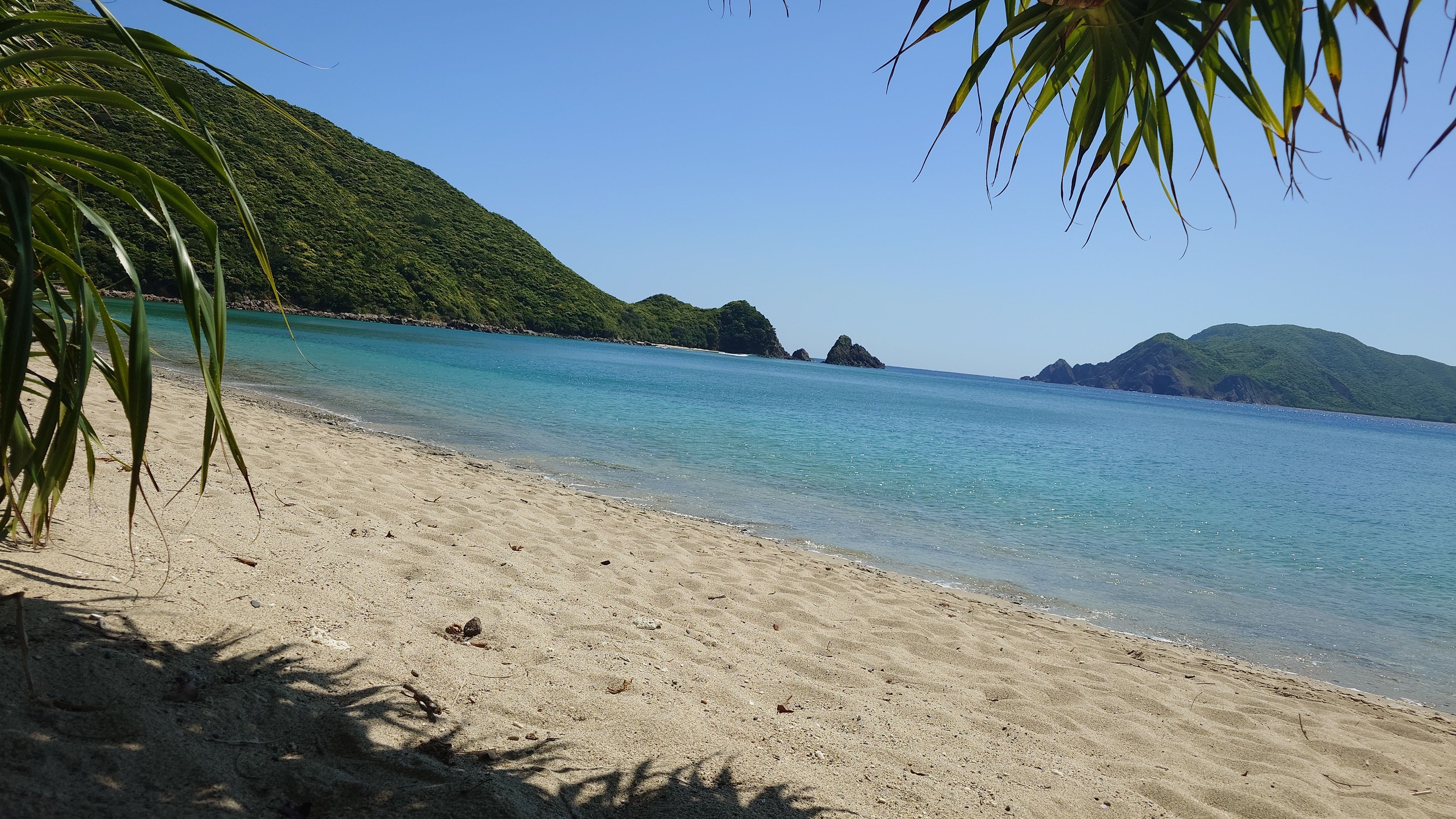 Subtropical plants growing at the edge of Yadorihama Beach