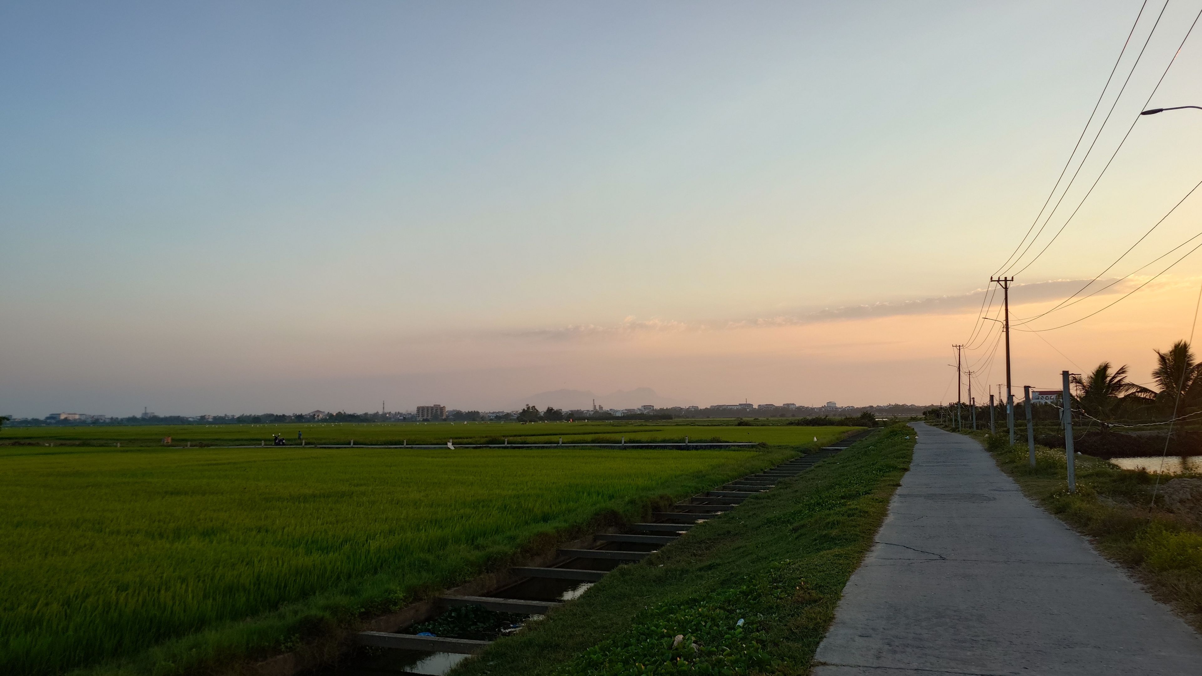 The rice field at dusk