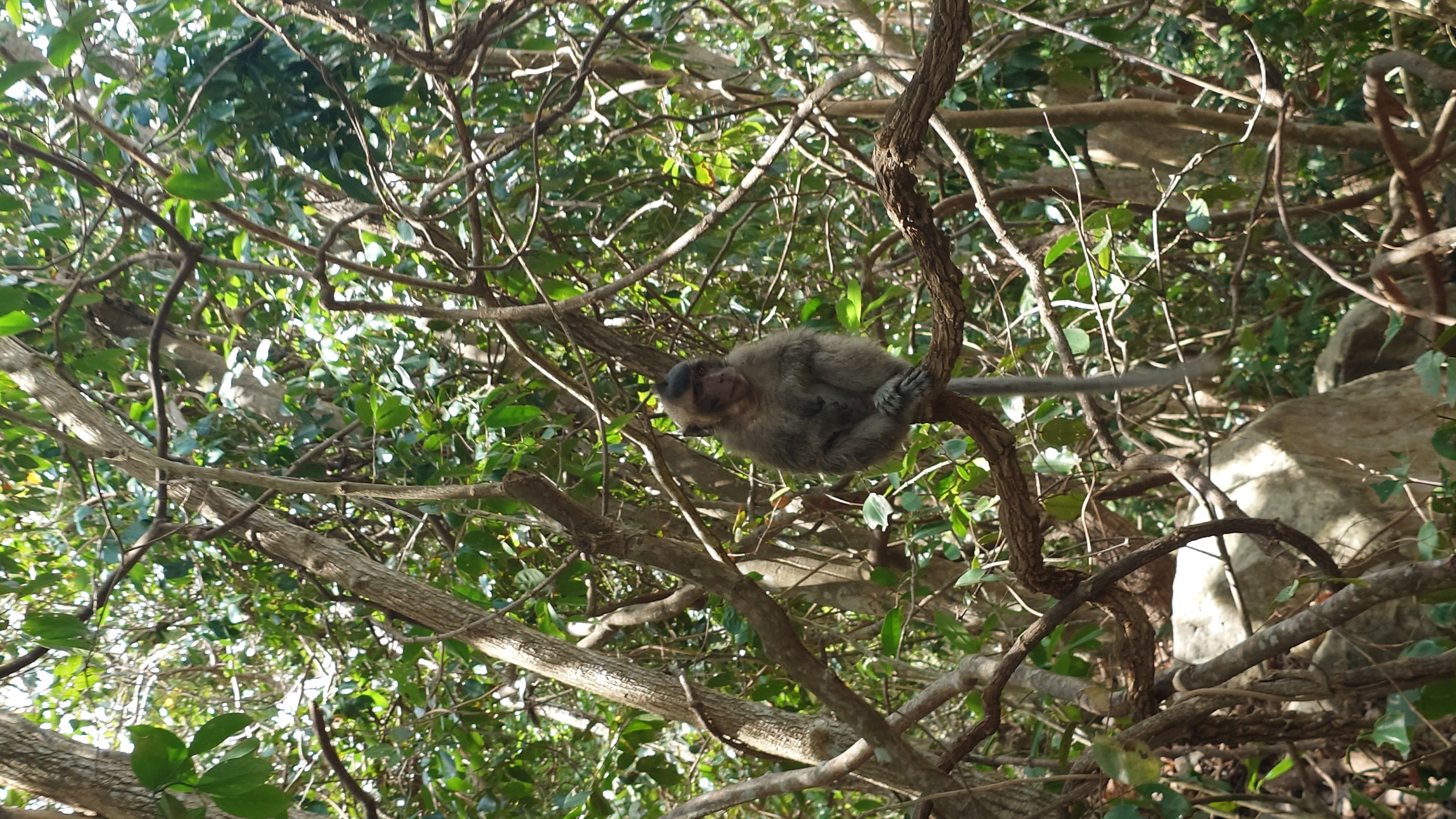 A wild monkey greeting visitors