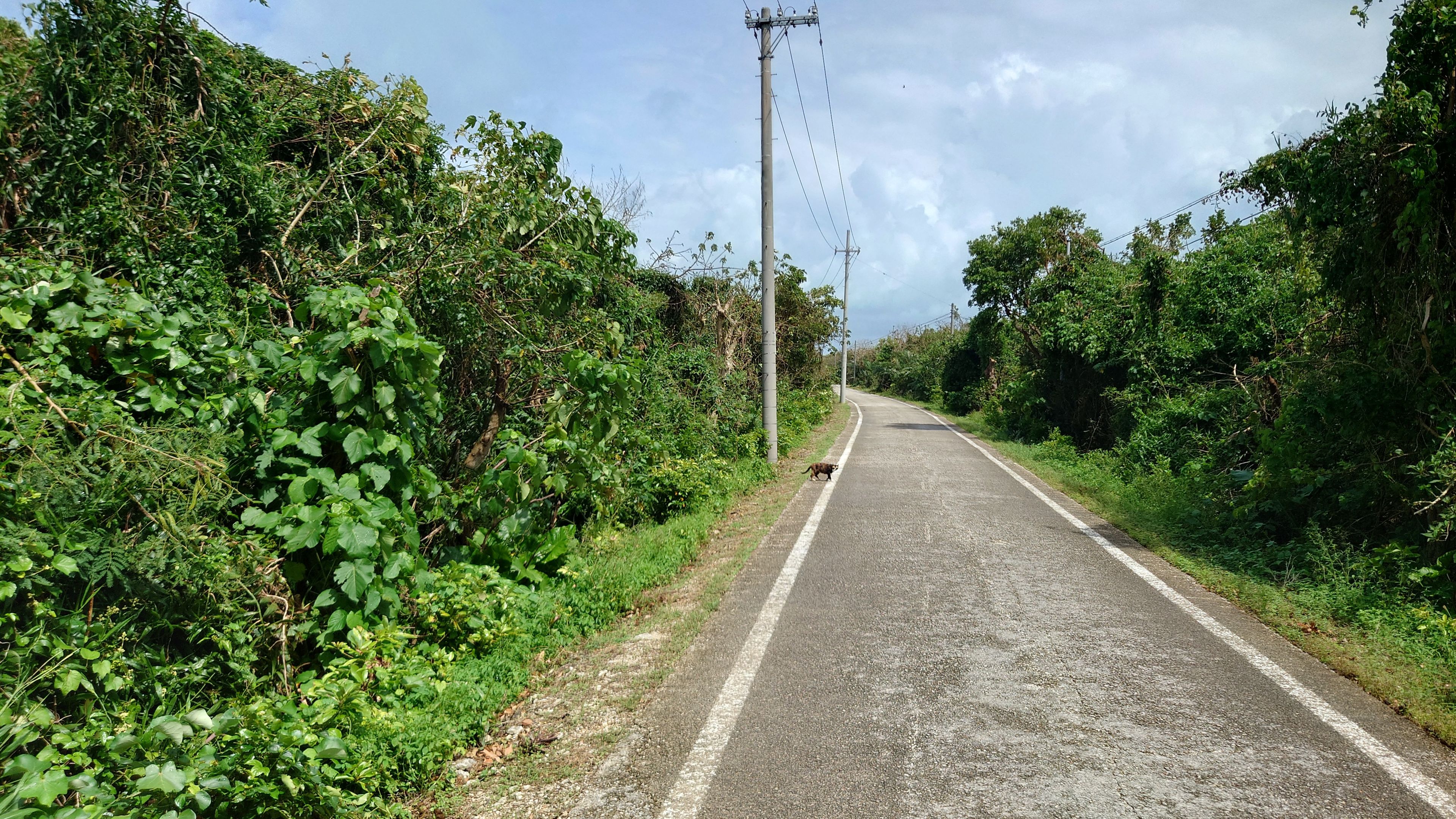 Path surrounded by vegetation