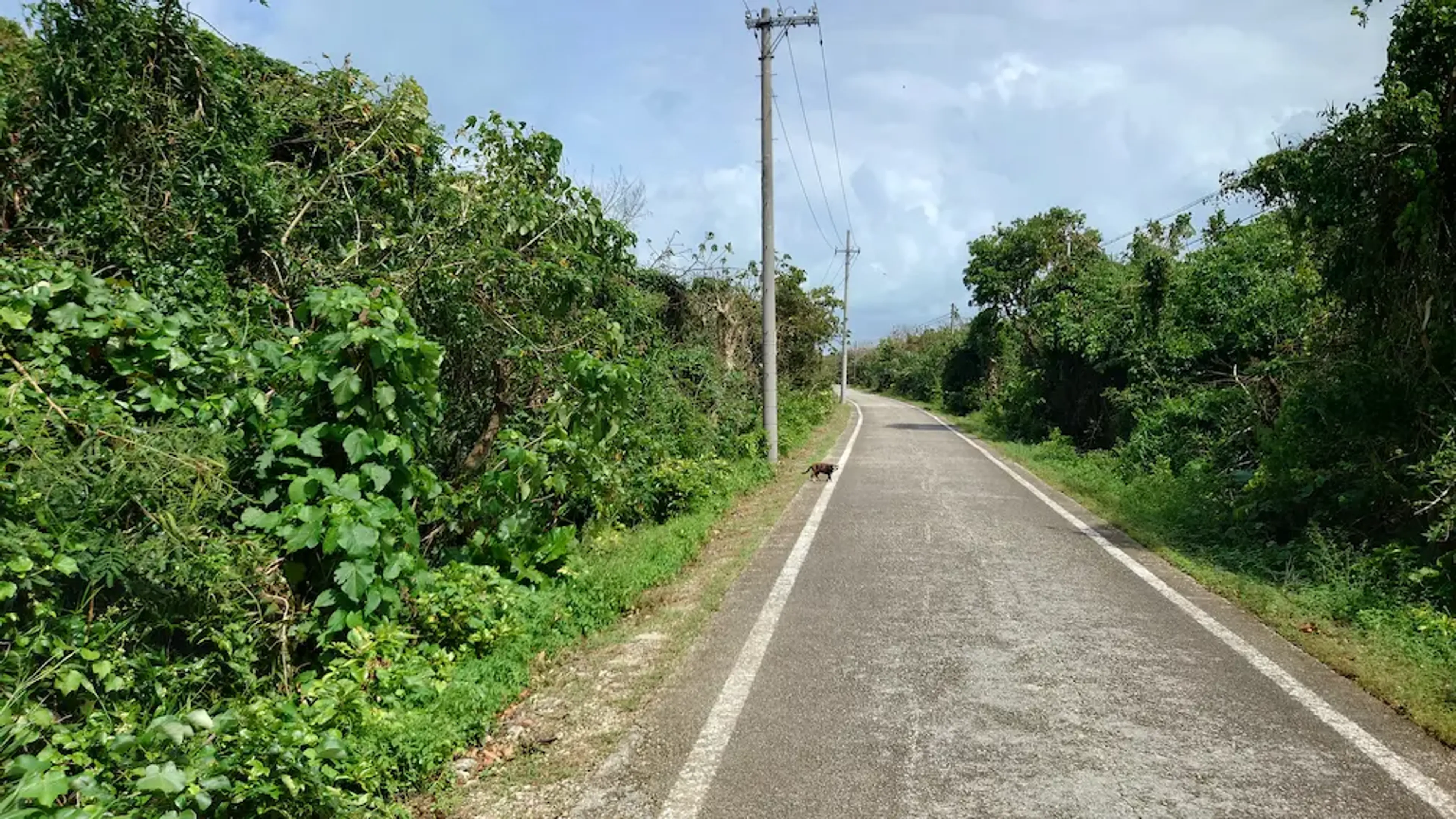 Path surrounded by vegetation