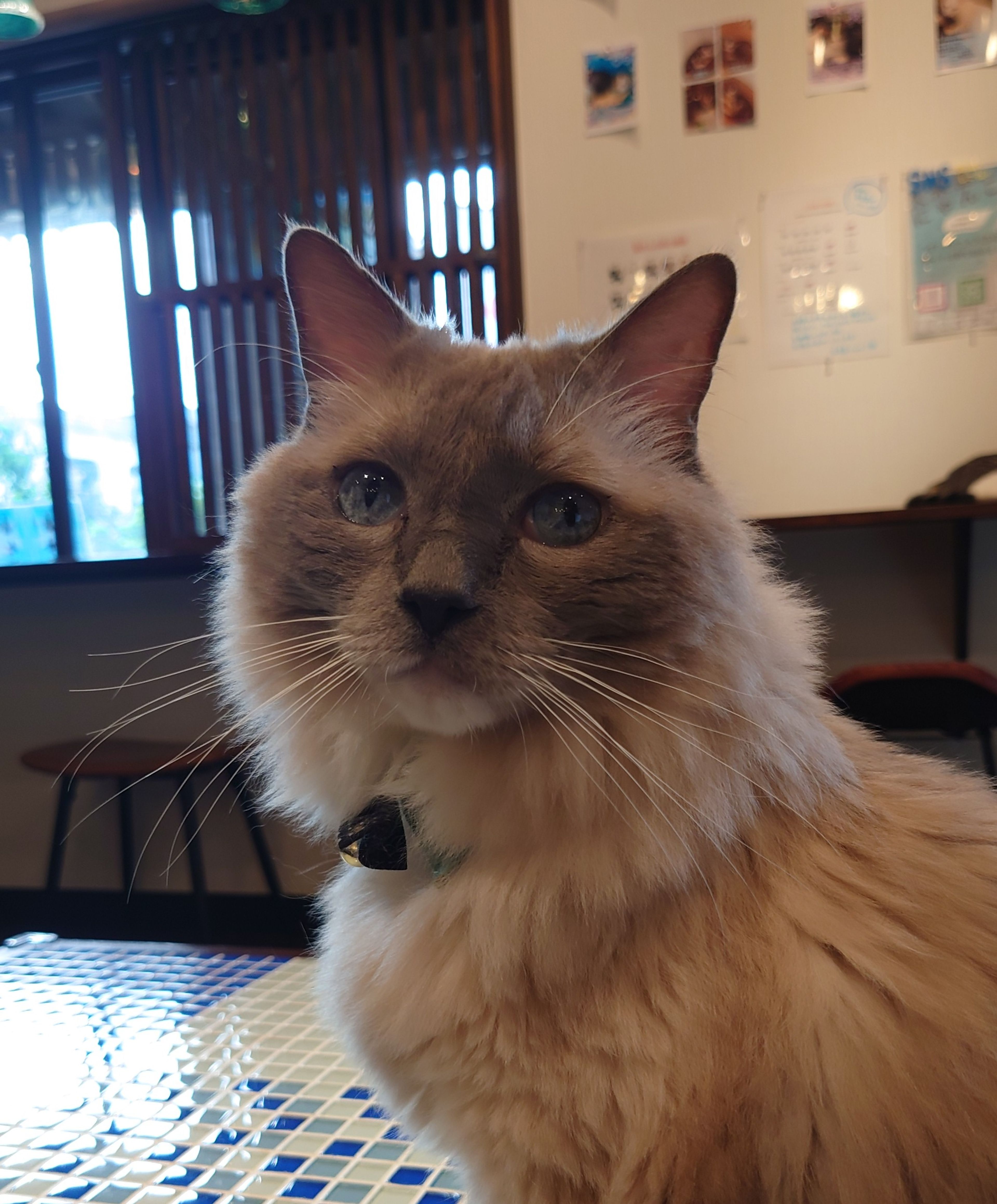 球美にゃんこ亭の癒やしの空間